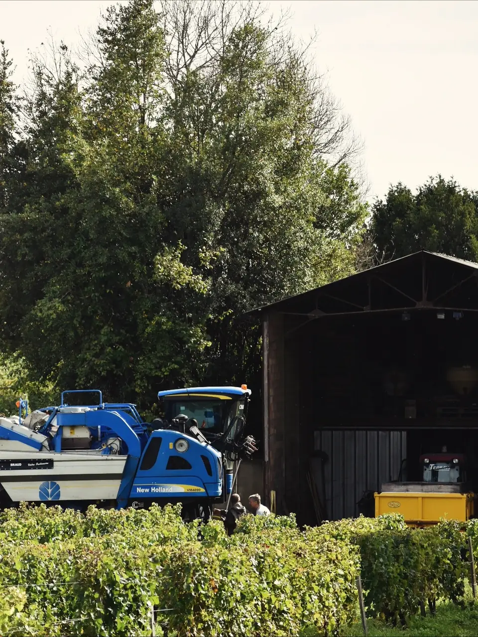 La machine à vendanger devant le hangar