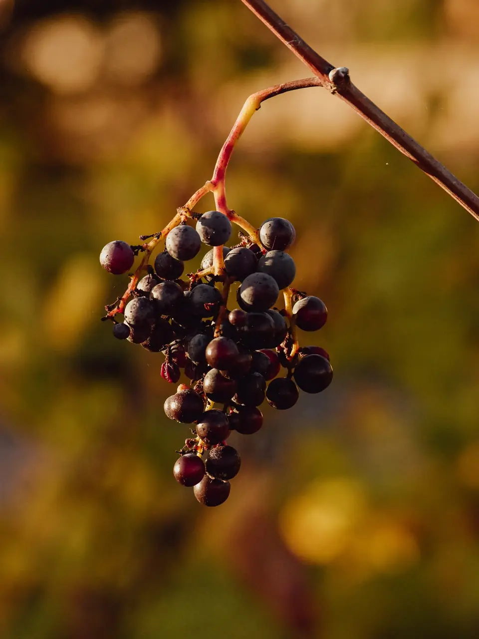 Grappe de raisin noir
