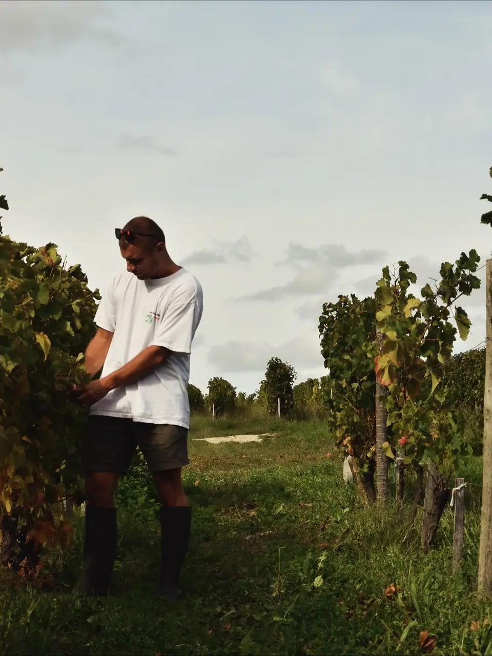 Contrôle des raisins dans un rang